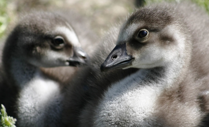 Two nene goslings credit WWT and Dominic Heard.jpg